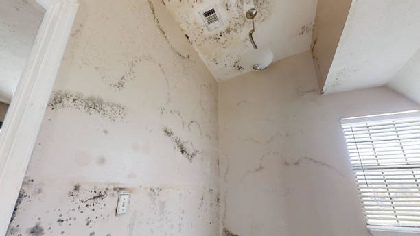Best Black Mold Removal  in Arcadia, FL