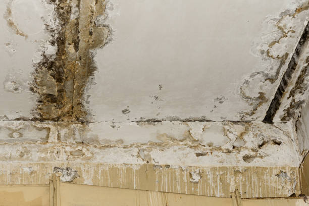 Best Forensic Mold Investigation  in Arcadia, FL